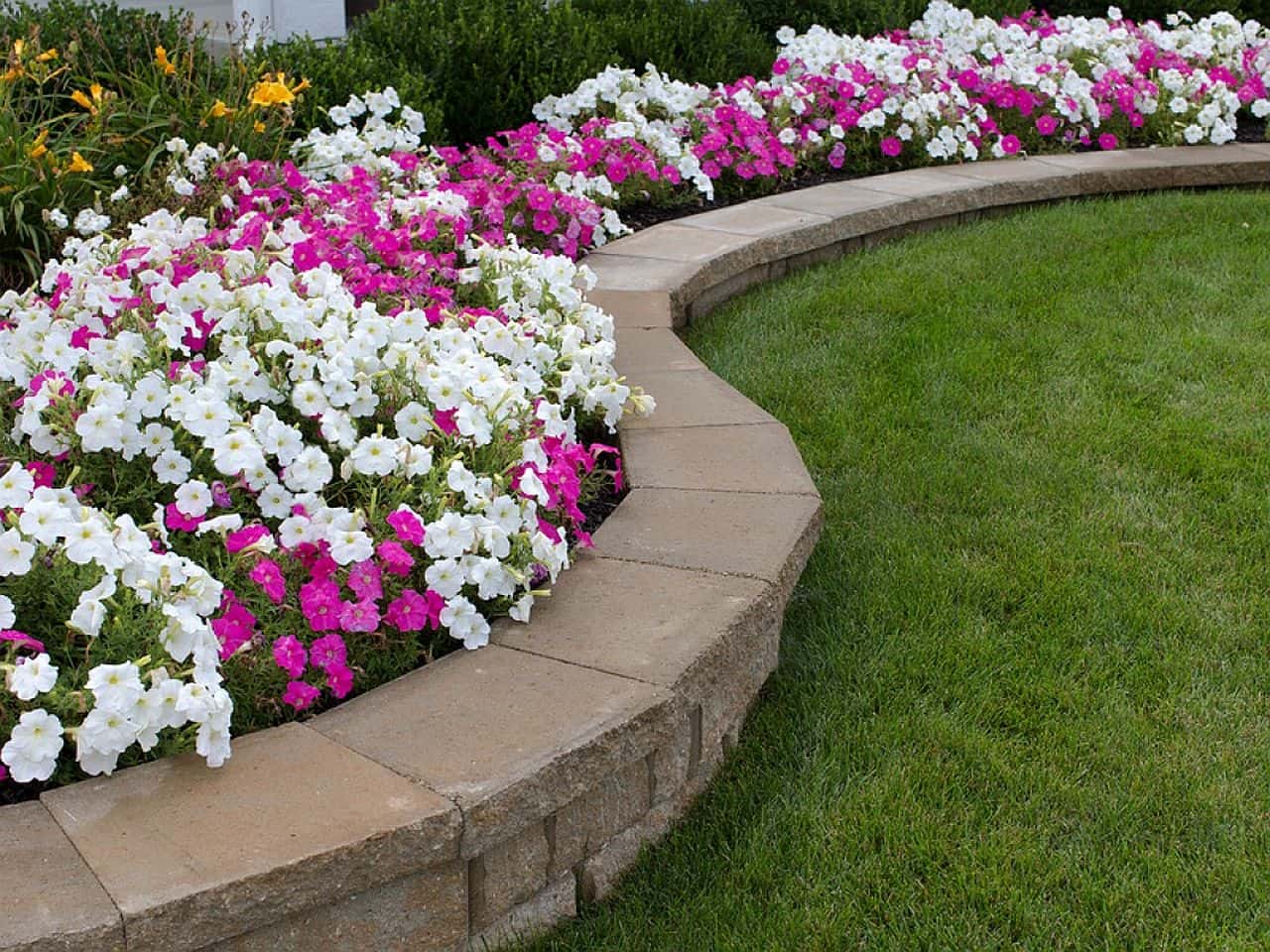 Pink and White Petunia Flower Bed with Rock Retaining Wall