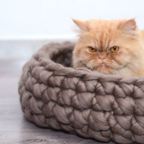 为最任性的猫设计的猫床