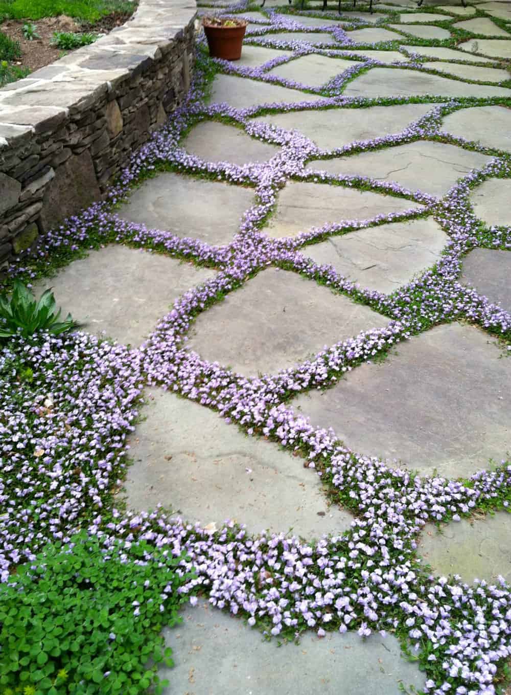 A Charlotte Garden's blooming patio