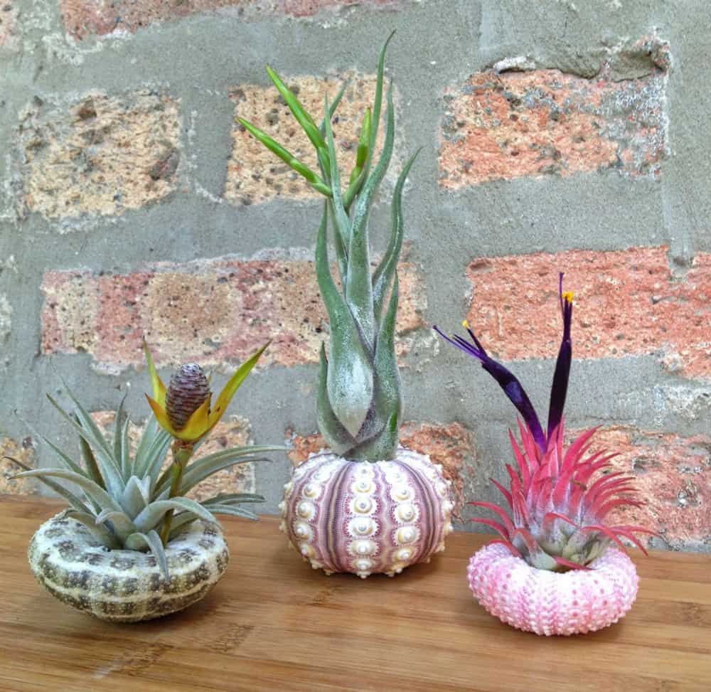 Set of sea urchin planters from lovelyterrariums