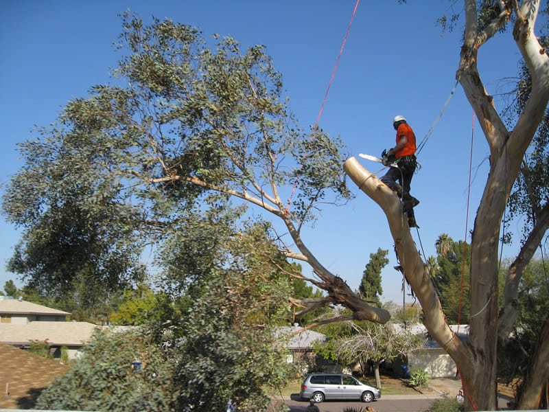 Trimming or Removal of Trees
