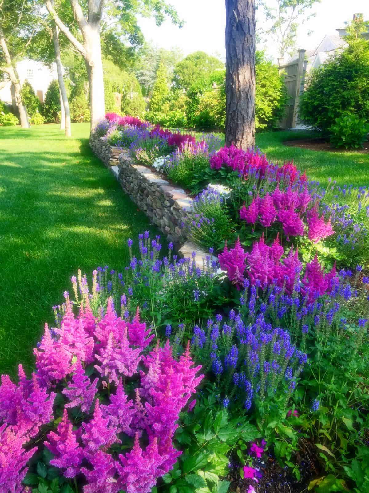 Plant Lavender