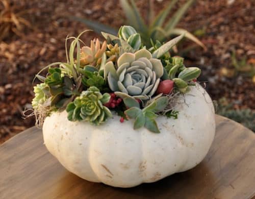 Creating a pumpkin harvest can make your entire space appear more natural and organic all at once.