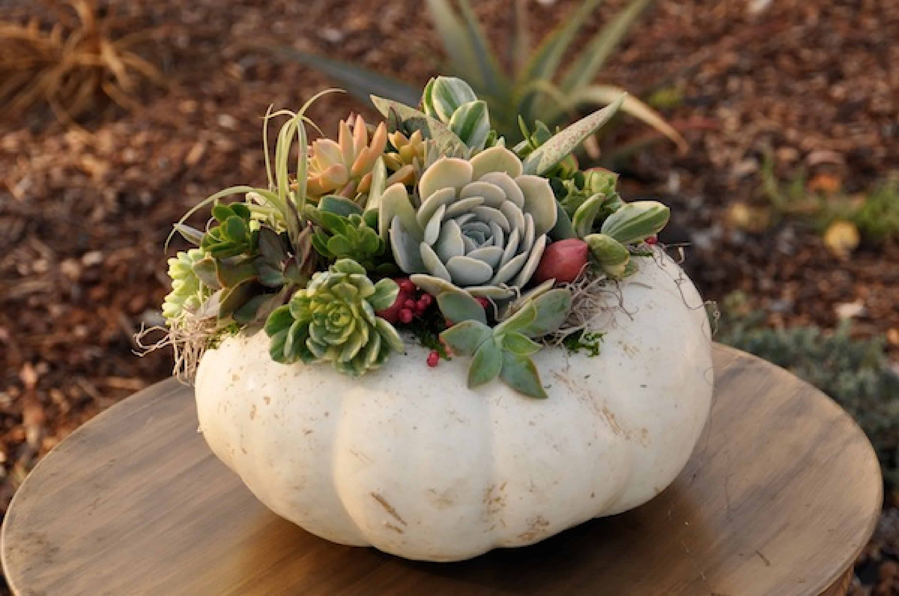 Creating a pumpkin harvest can make your entire space appear more natural and organic all at once.