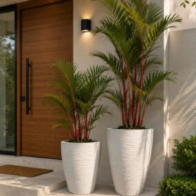 Two tall white textured planters holding red lipstick palms placed on the front steps of a modern home with a dark wood door, black sconce, and stucco walls.