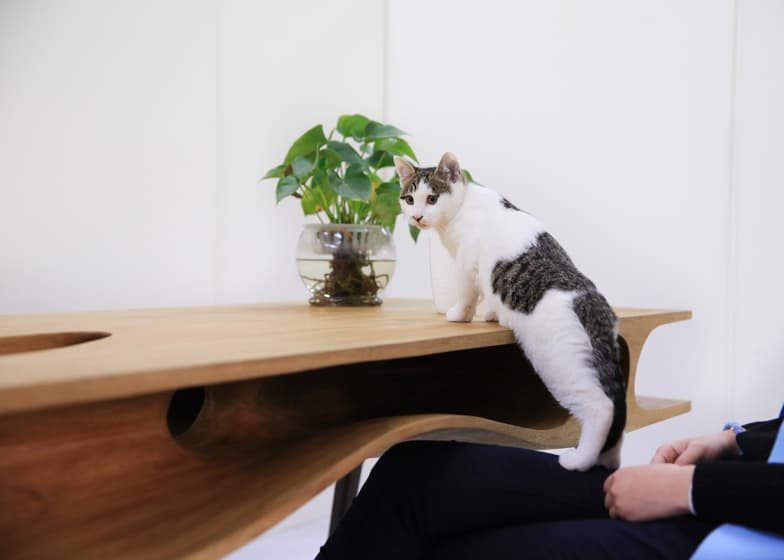 catable purr fect combination desk cat hangout 5