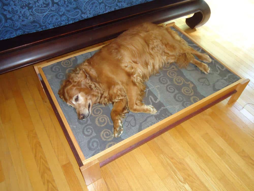 9 dog beds you your dog love