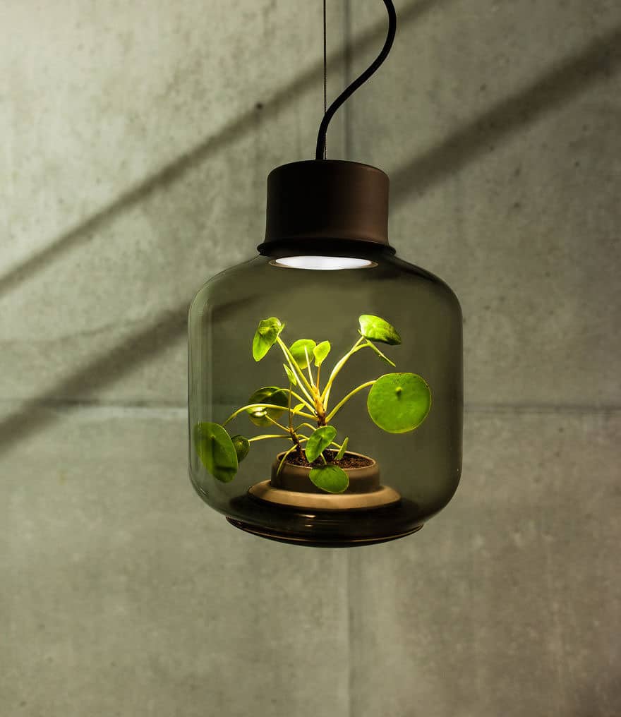 plant lamps with natural light awesome 2