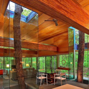 Trees Encased in Glass Continue to Grow through House