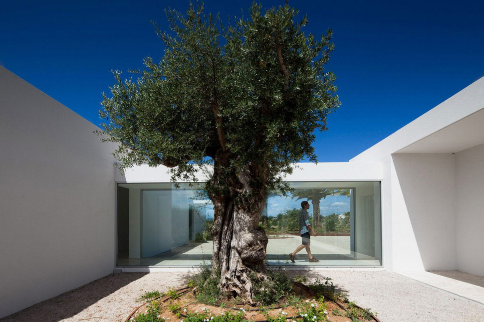 minimalist-white-house-with-glass-walkway-in-olive-grove-5.jpg