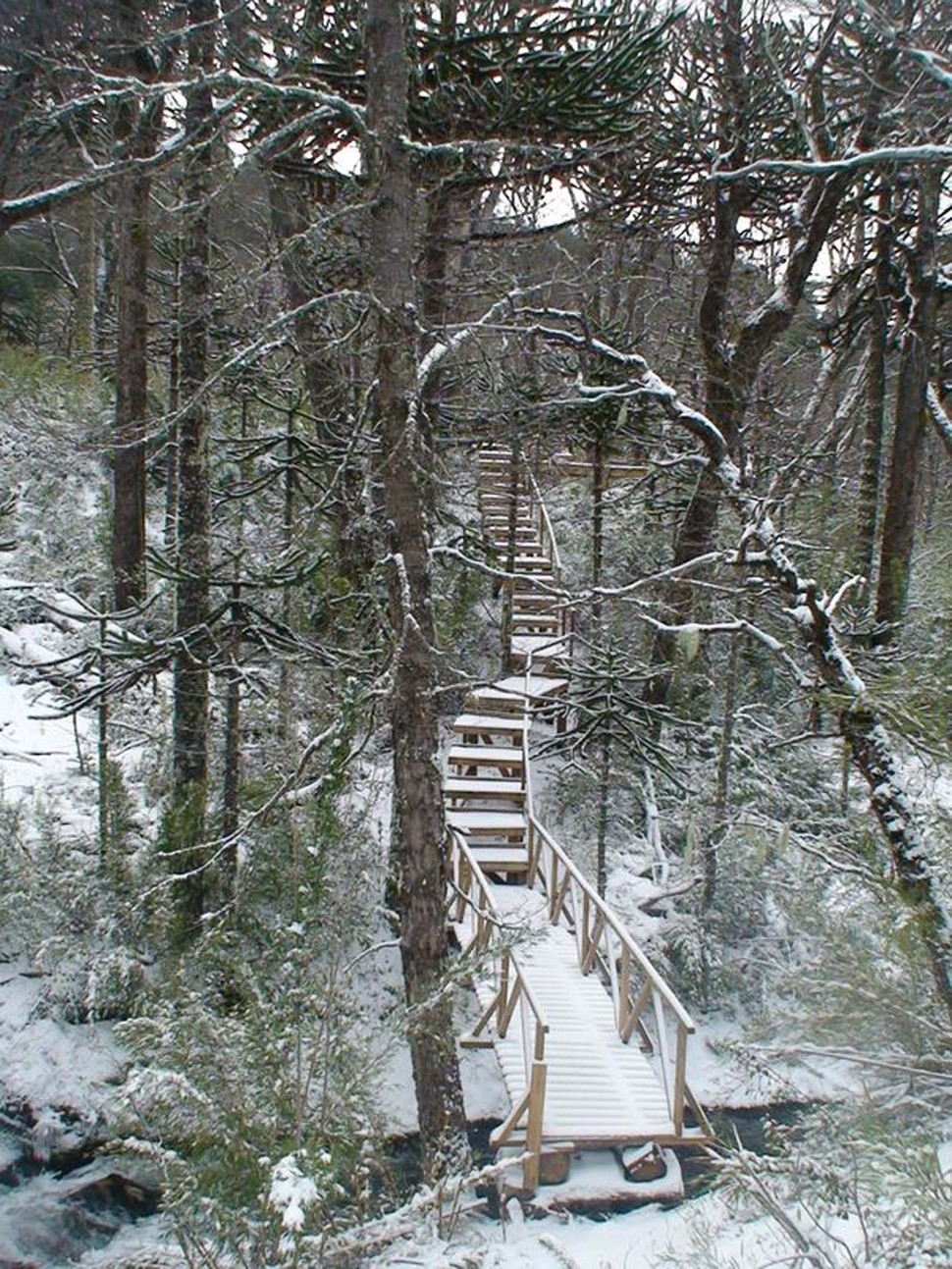 winter-cabin-accessed-elevated-walkway-3-wood-path.jpg