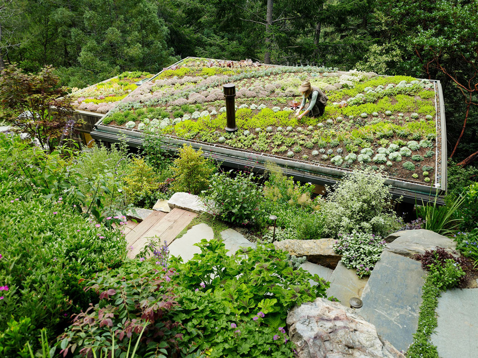 artist-studio-overlooks-guest-cabin-rooftop-garden-5-roof-garden.jpg