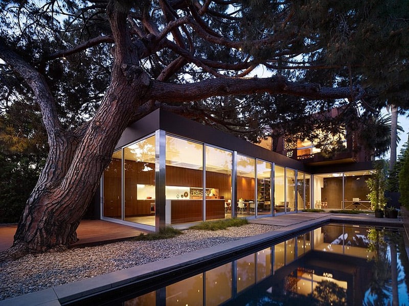 contemporary steel and glass house designed around massive tree 13
