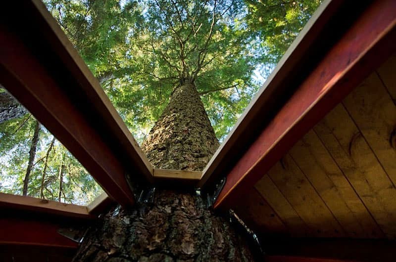 suspended wooden pod cabin built around tree trunk 18 view up trunk